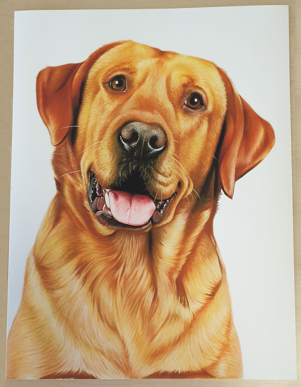 Labrador Retriever Canvas or Giclee Print